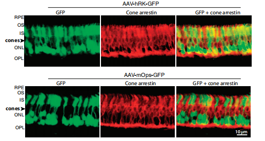 视网膜中GFP报告基因的表达分析（红色为视锥细胞标记物）