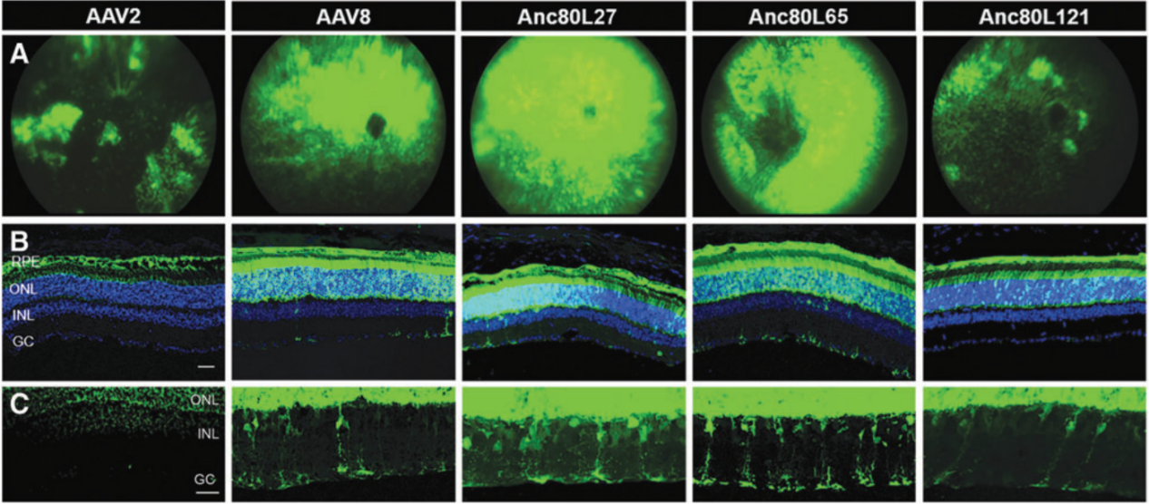 不同血清型对视网膜的转导效率