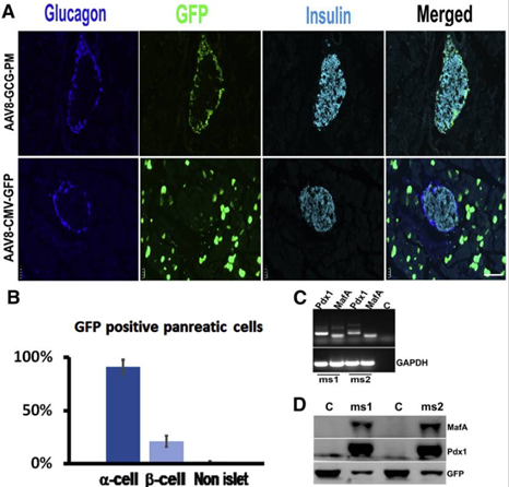 AAV8-GCG-Pdx1-MafA-GFP感染胰岛α细胞