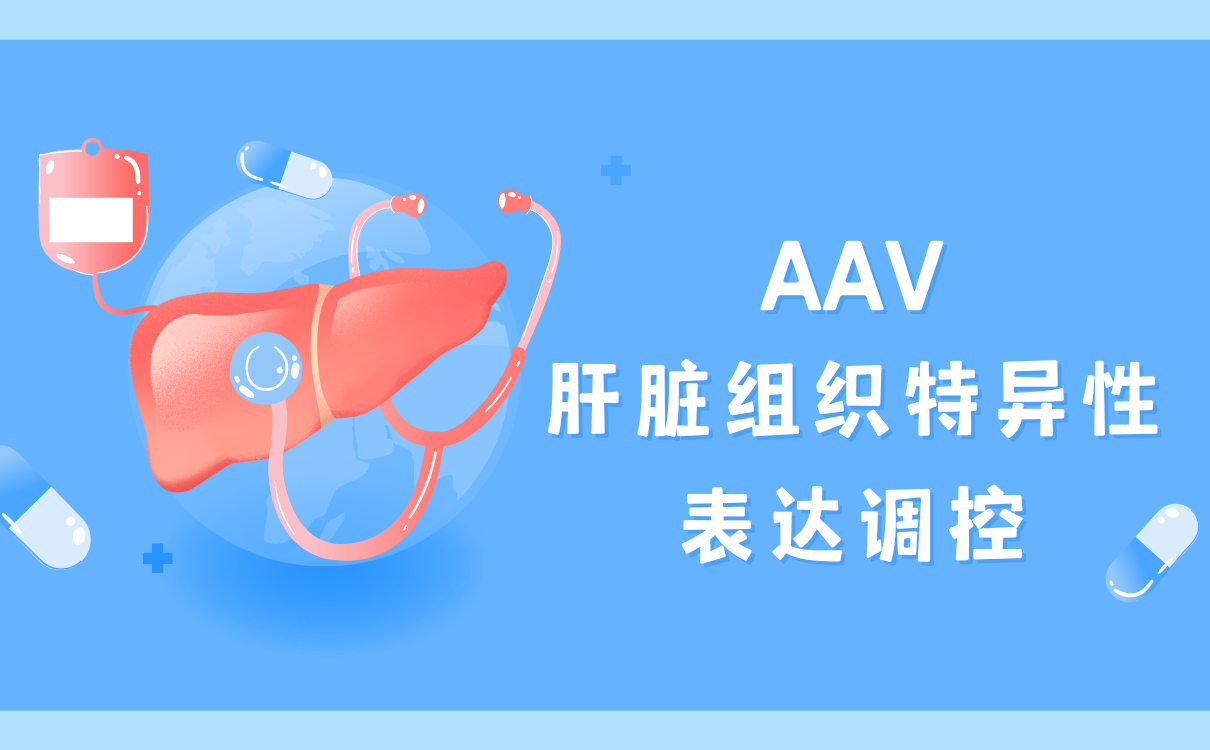 AAV肝脏组织特异性表达调控