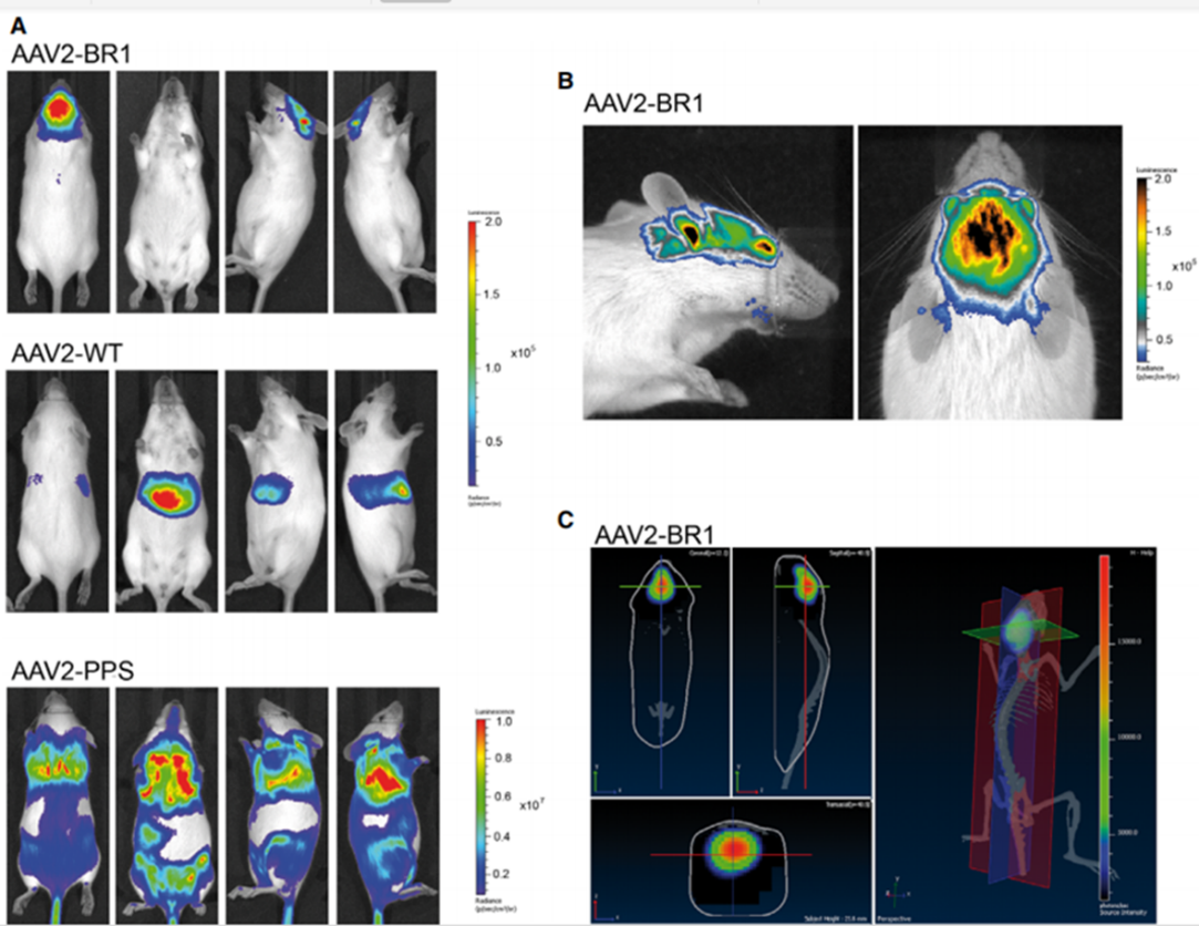 AAV-BR1血清型静脉注射感染小鼠