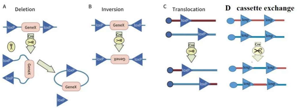 Cre-LoxP诱导基因重组的方式