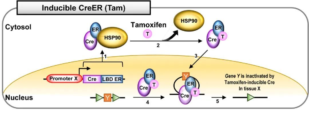 Tamoxifen诱导的Cre-ER系统