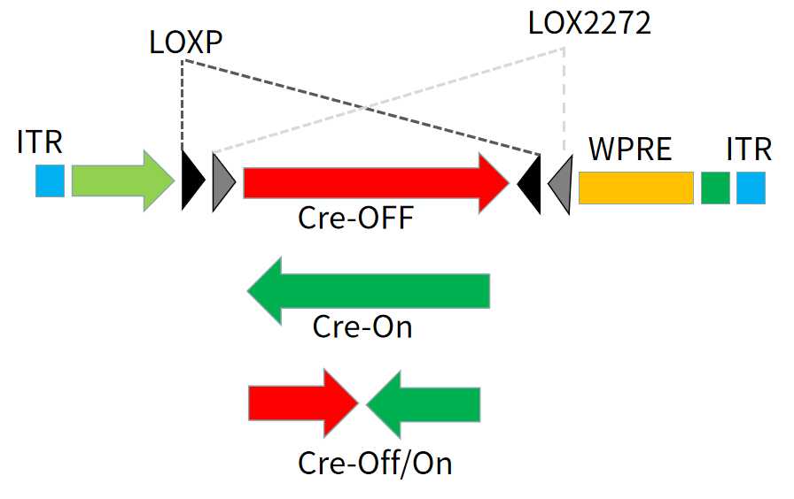 借助LoxP和Lox2272的DIO/DO策略实现Cre依赖的基因表达