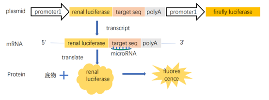 miRNA与靶基因互作双萤光素酶系统原理示意图