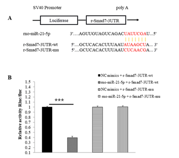 Smad7与miRNA-21p-5p双萤光素酶验证实验结果