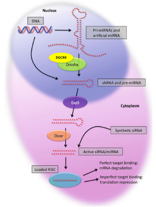 shRNA和miRNA成熟和作用机制