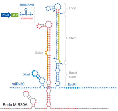  天然miR30A与工具miR30结构的区别