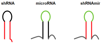  基于miR30结构的shRNA载体