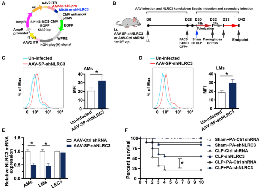 使用AAV特异性敲低肺巨噬细胞的NLRC3