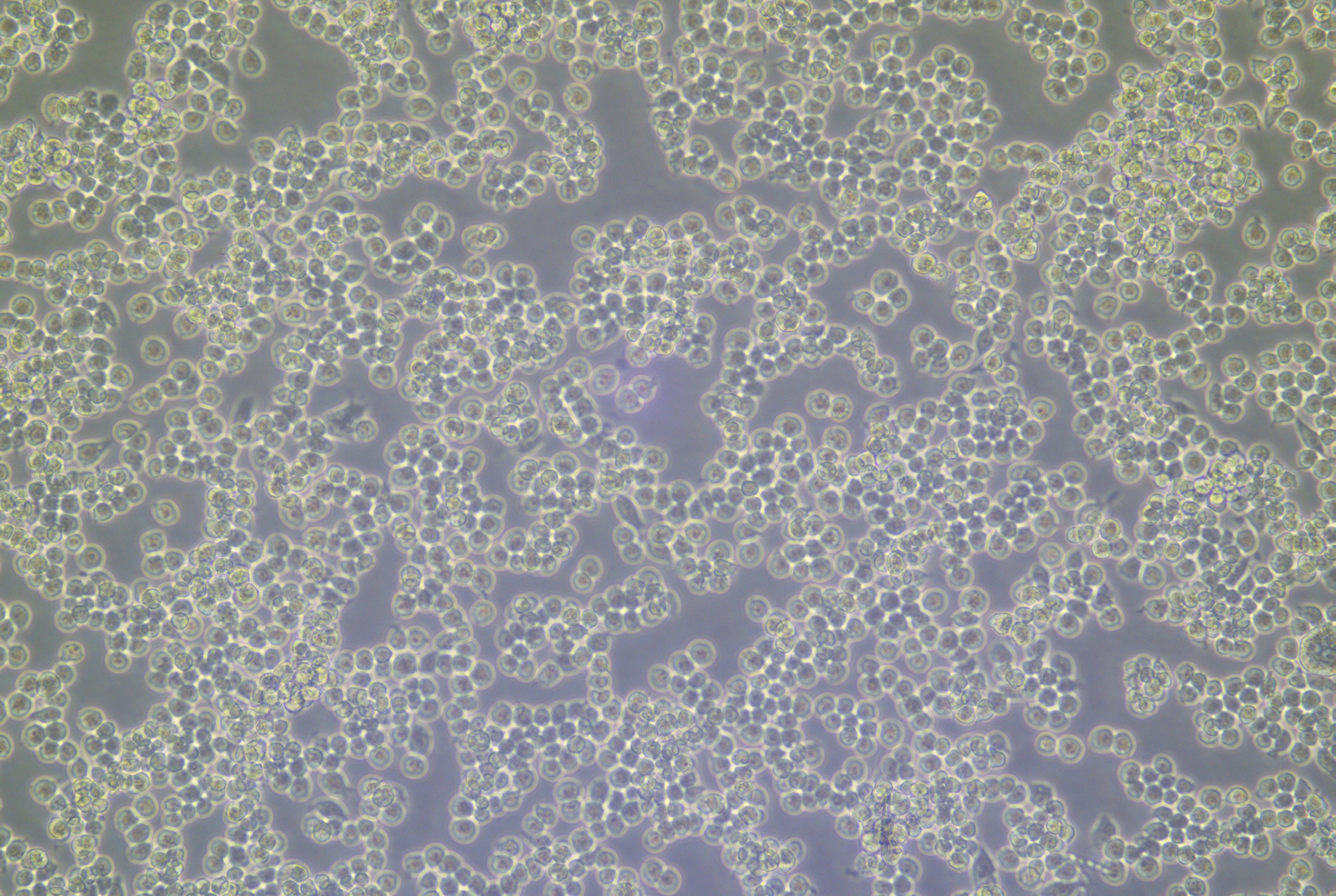 RAW264.7细胞生长形态图
