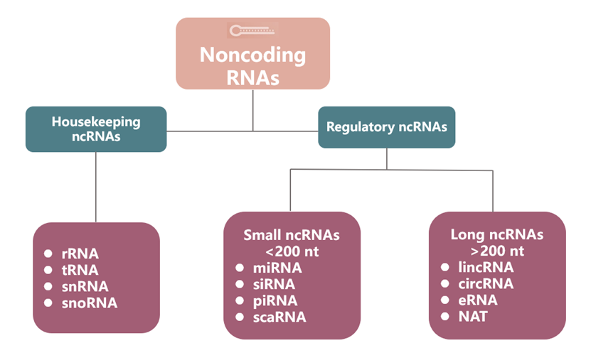 非编码RNA的分类
