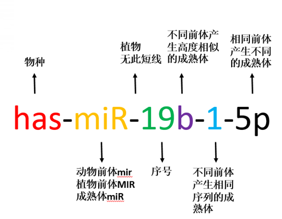 miRNA 的命名规则