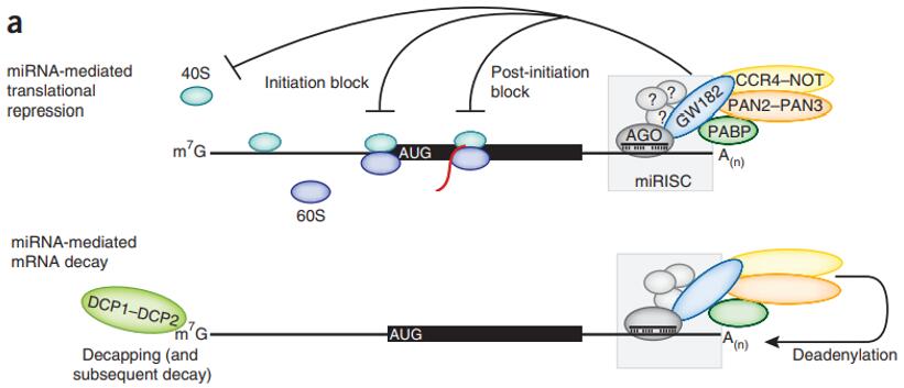 miRNA影响mRNA的三种方式