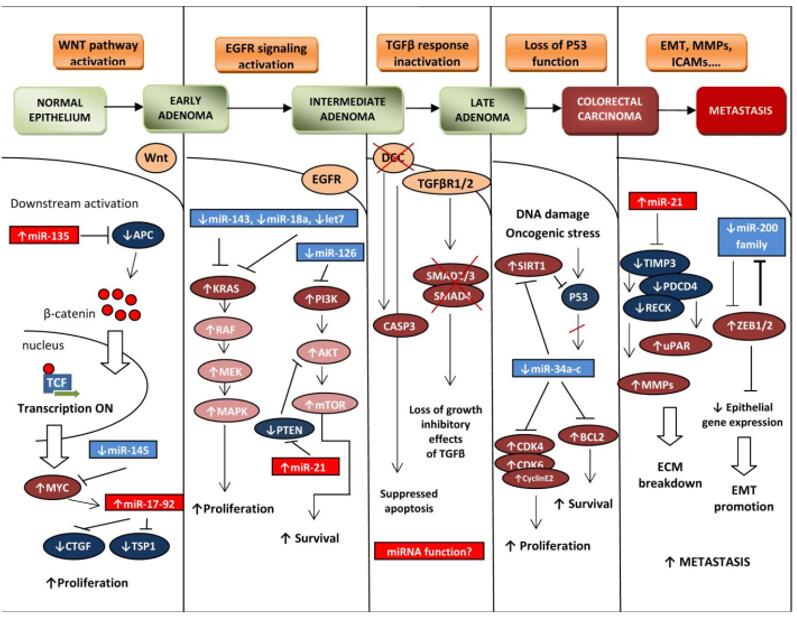 miRNA参与胰岛素信号和葡萄糖代谢的调控