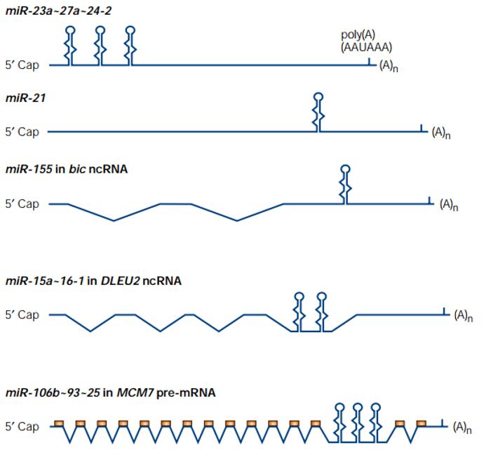 五种pri-miRNA的结构