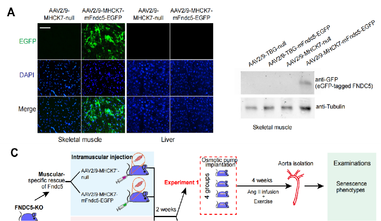 AAV2/9-MHCK7在骨骼肌中的基因递送效率