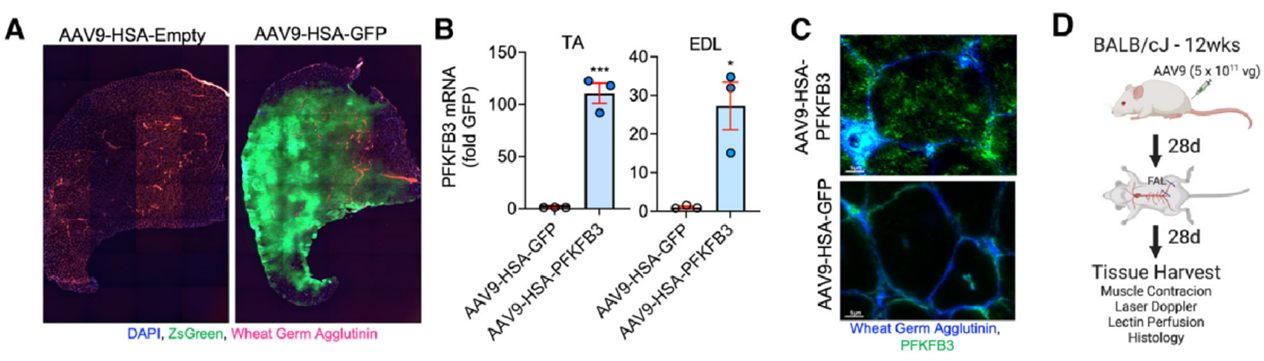 AAV2/9 -ACTA1在胫骨前肌及趾长伸肌中的基因递送效率