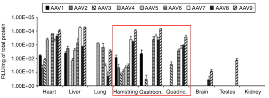 9种血清型AAV系统递送荧光素酶在组织中的表达情况