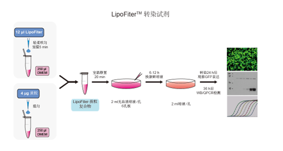 质粒转染