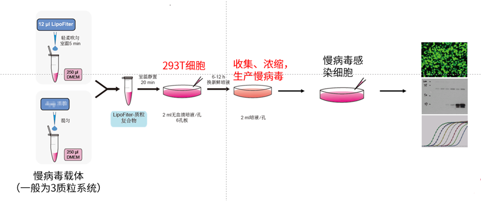 慢病毒转染