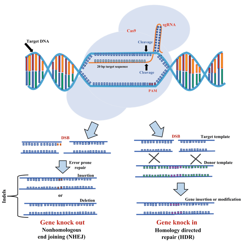 CRISPR/Cas9基因敲除