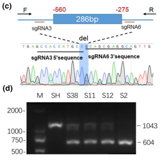 CRISPR/Cas9基因敲除