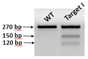 CRISPR/Cas9基因敲除