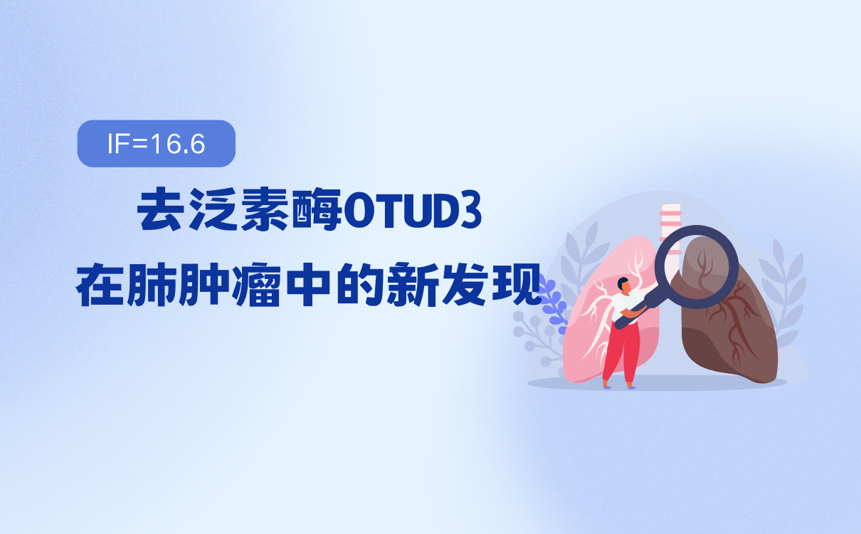 OTUD3在肺癌中的作用