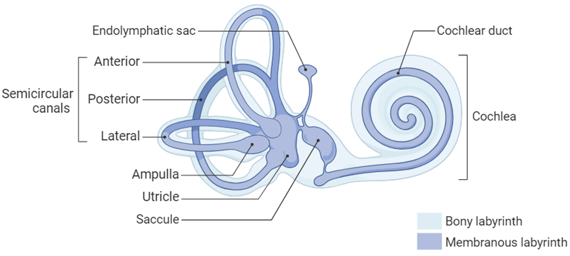 内耳解剖图