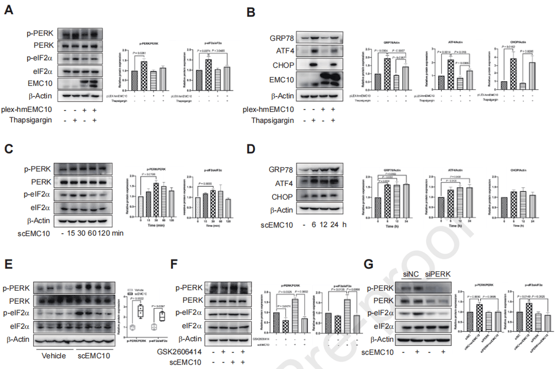 mEMC10和scEMC10在肝脏PERK-eIF2α信号调节中的不同作用