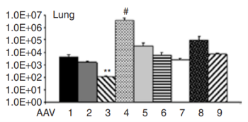 AAV系统在肺组织中的表达