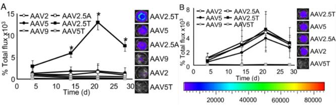 AAV2.5T介导显著改善顶端气道转导