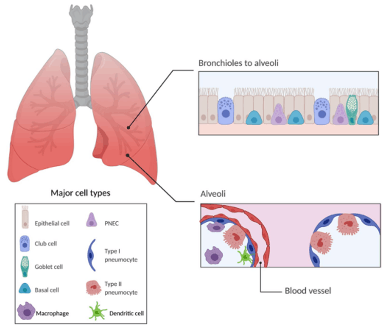 肺部主要细胞类型示意图