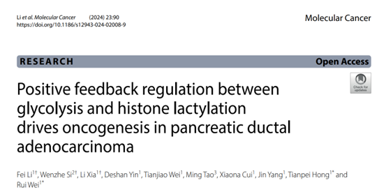 糖酵解和组蛋白乳酸化之间的正反馈调节，驱动PDAC的发展