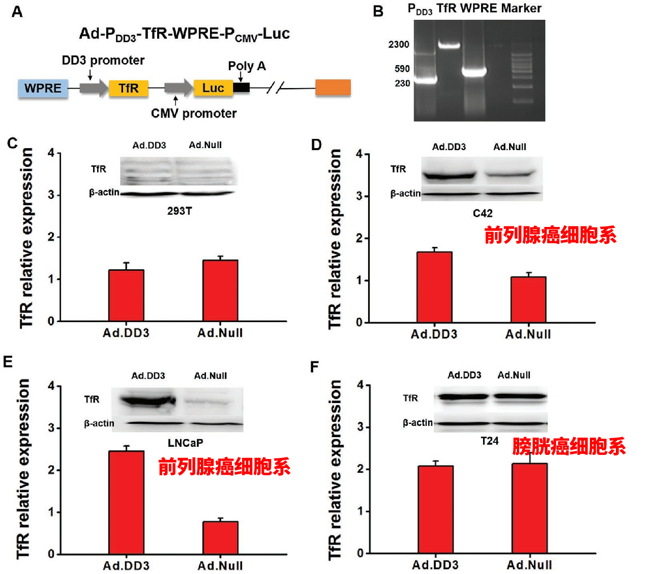 DD3驱动的目的基因TfR在各类细胞中的表达情况