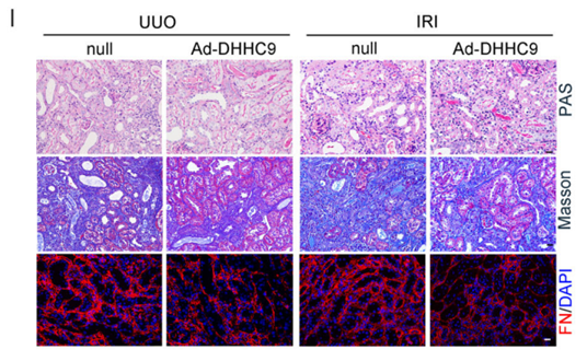 利用纯化腺病毒在肾脏中过表达DHHC9