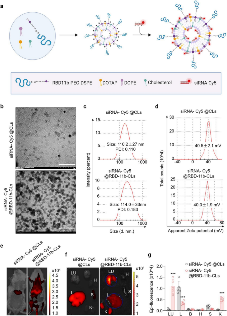 nsp12 siRNAs@RBD-11b-CLs的表征及肺靶向性