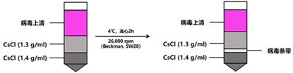 CsCl梯度离心示意图