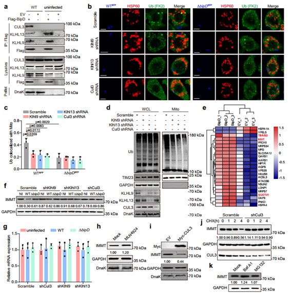 BipD通过靶向IMMT招募KLHL9/KLHL13/CUL3复合体使线粒体泛素化
