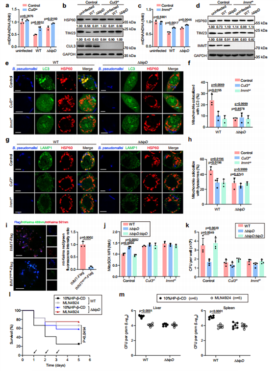 CUL3和IMMT对BipD介导的B. pseudomallei感染后线粒体自噬的功能起重要作用