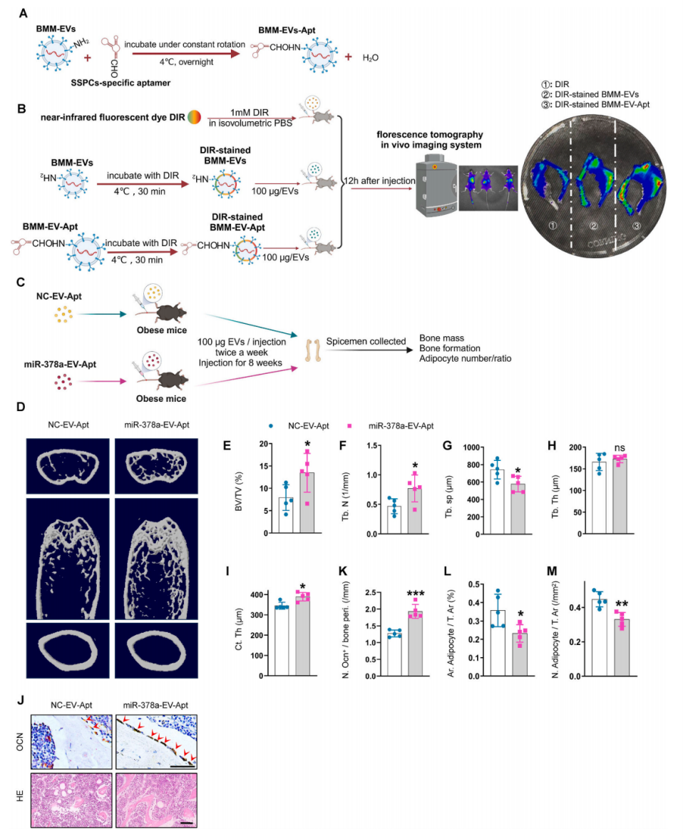 miR-378a-EV-Apt减轻肥胖小鼠的骨质流失