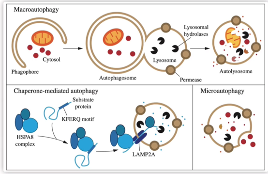 大自噬、小自噬、CMA图解