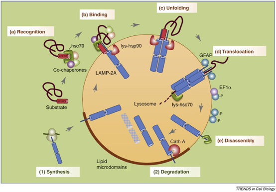 分子伴侣介导的自噬模式图