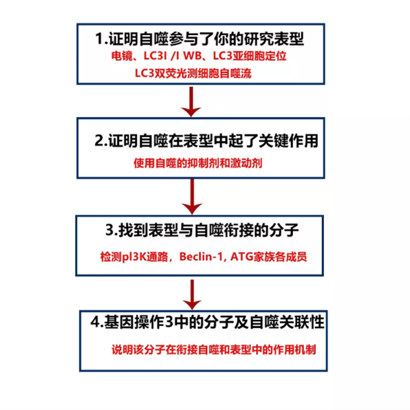 自噬研究的思路