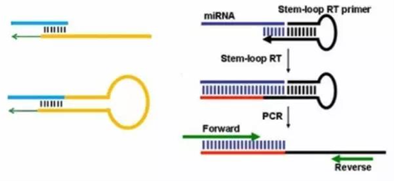 如何设计microRNA引物