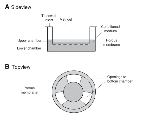 Transwell细胞小室