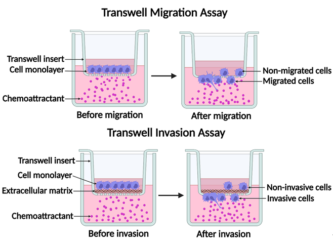 Transwell实验原理