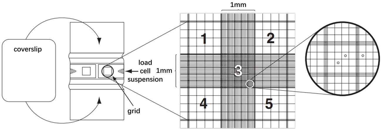 细胞计数板示意图