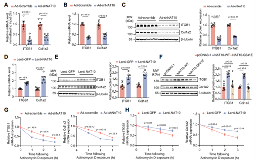 NAT10催化ITGB1和Col1a2 mRNA的ac4C修饰以提高表达